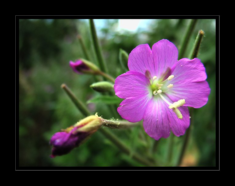 photo "Grande y pequeno..." tags: nature, macro and close-up, flowers