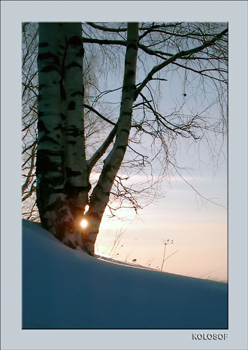 photo "Three birches" tags: landscape, nature, winter