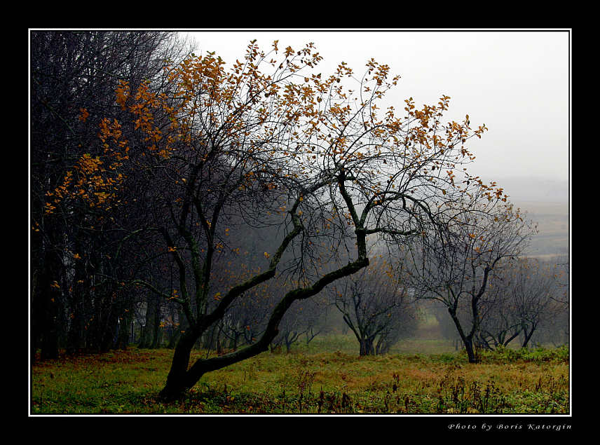 photo "Sad garden" tags: landscape, autumn, forest