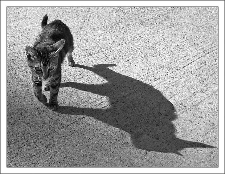 фото "Shadowcat" метки: природа, домашние животные