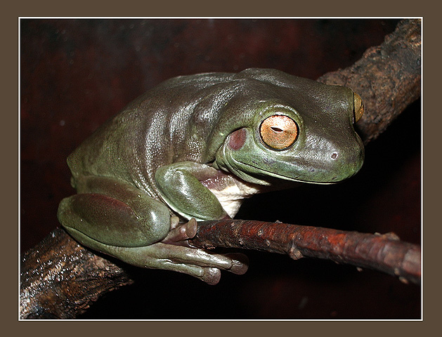 photo "Who has offended these gold eyes?" tags: macro and close-up, nature, wild animals