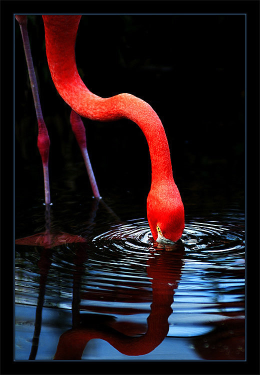 photo "Grace in Red" tags: nature, wild animals