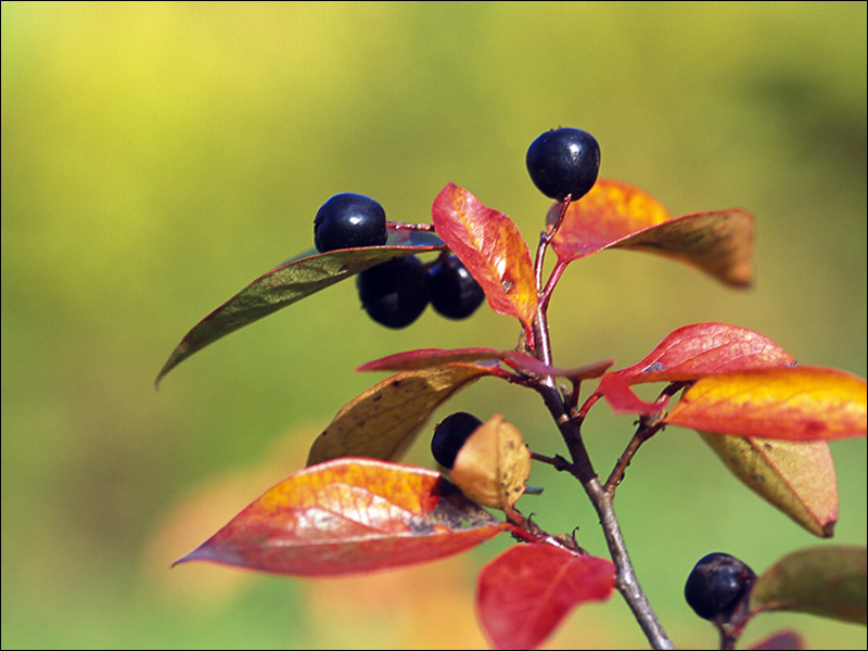 photo "Berries" tags: macro and close-up, nature, flowers