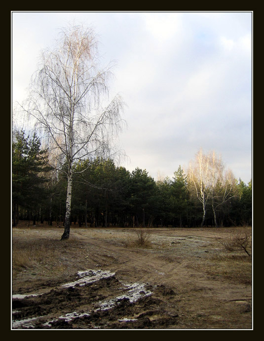 фото "Холодный ноябрь" метки: пейзаж, лес, осень