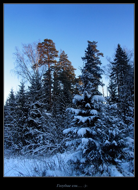 photo "Blue forest..." tags: landscape, forest, winter