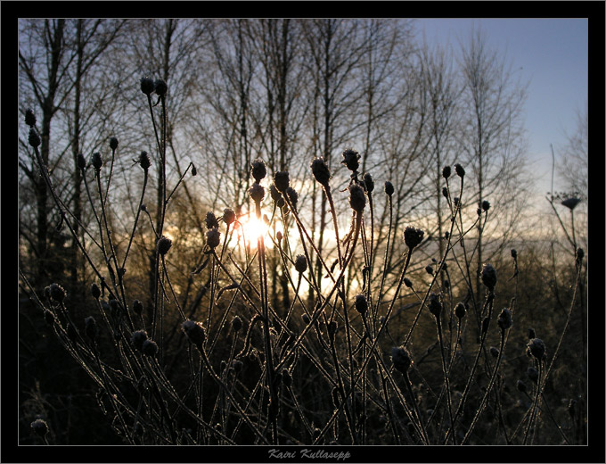 photo "Icey stalks" tags: landscape, nature, flowers, winter