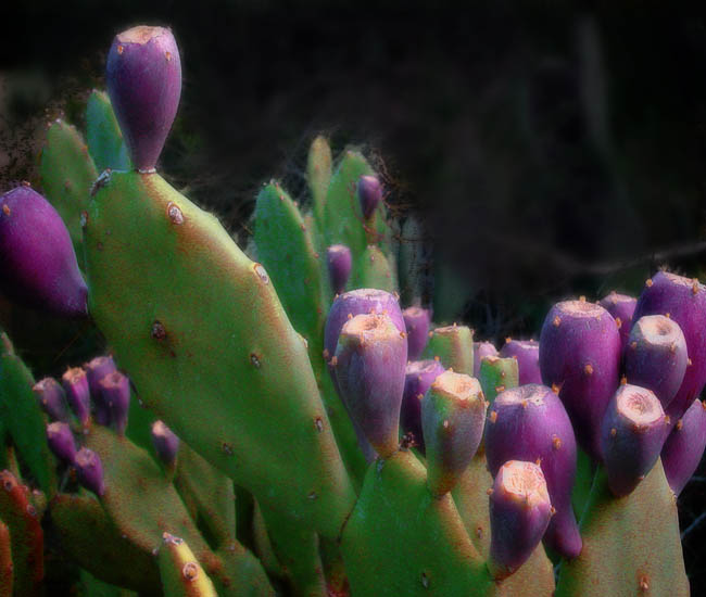 photo "Cactus" tags: nature, flowers