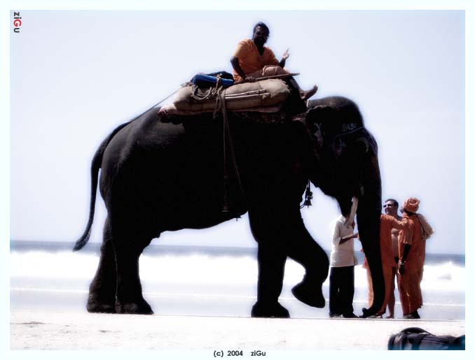 фото "большой и добрый друг" метки: путешествия, природа, Азия, домашние животные