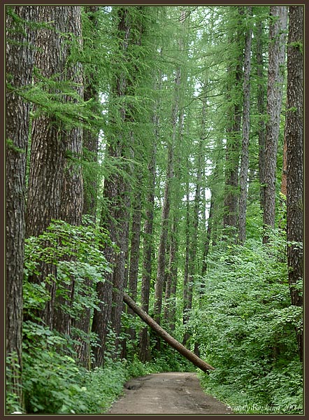 photo "Walks on a forest" tags: landscape, summer