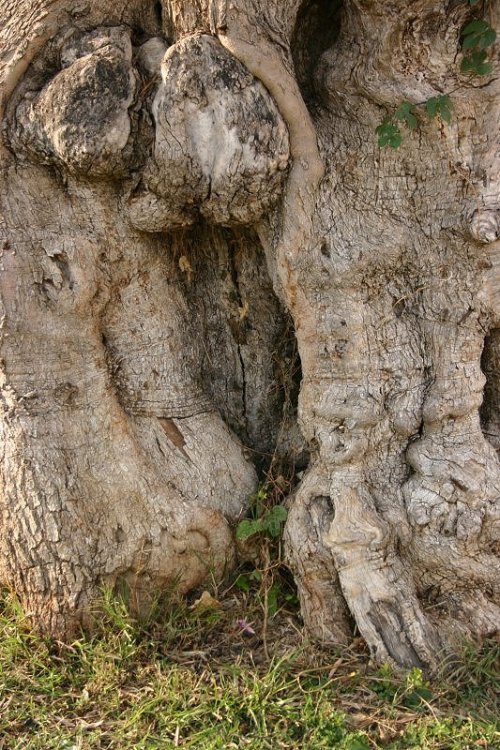 photo "Olive tree" tags: nature, flowers