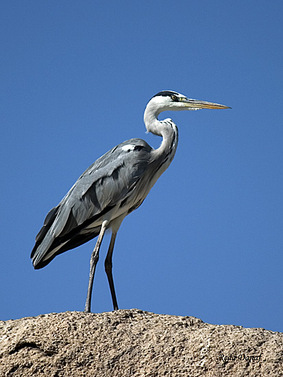 photo "Heron" tags: travel, nature, Africa, wild animals