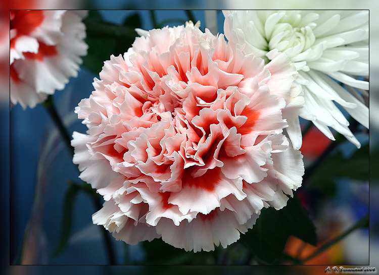 photo "Carnation (one more "first attempt at writing";))" tags: macro and close-up, nature, flowers