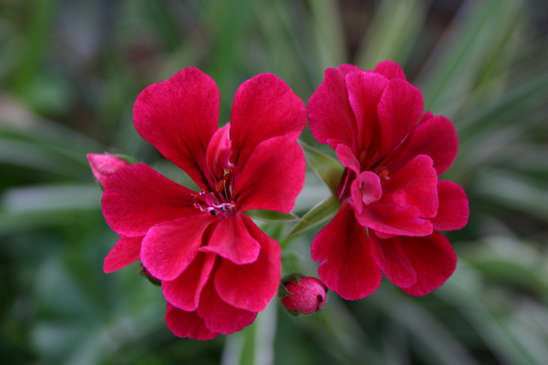 photo "My family. ( Father, mother, son and shy daughter" tags: nature, genre, flowers