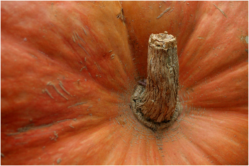photo "Tail of a pumpkin" tags: misc., 