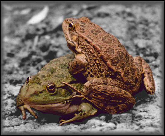 photo "Two frogs" tags: nature, wild animals