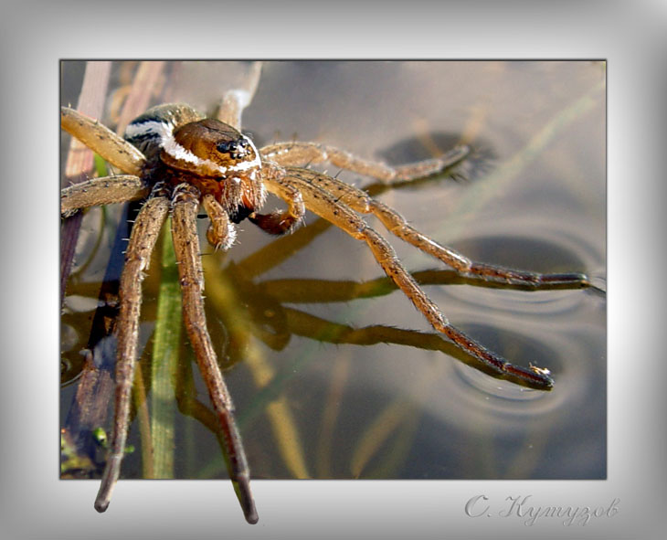 photo "The unsinkable hunter" tags: nature, macro and close-up, insect