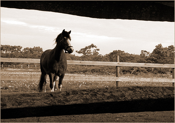 photo "...where..." tags: nature, travel, North America, pets/farm animals