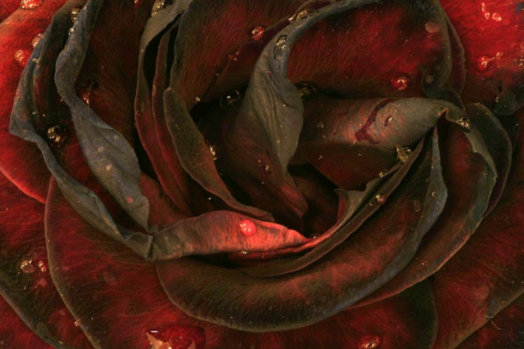 фото "Красно-черное фото зимней розы" метки: природа, цветы