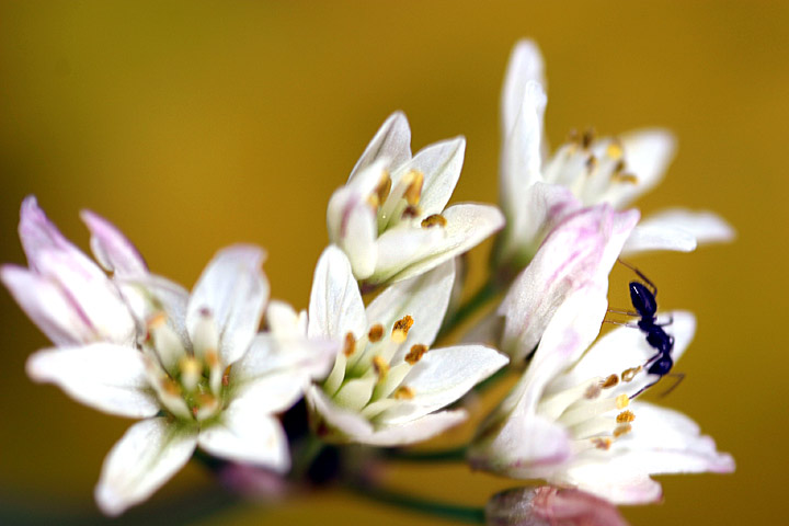 photo "the ant" tags: macro and close-up, 