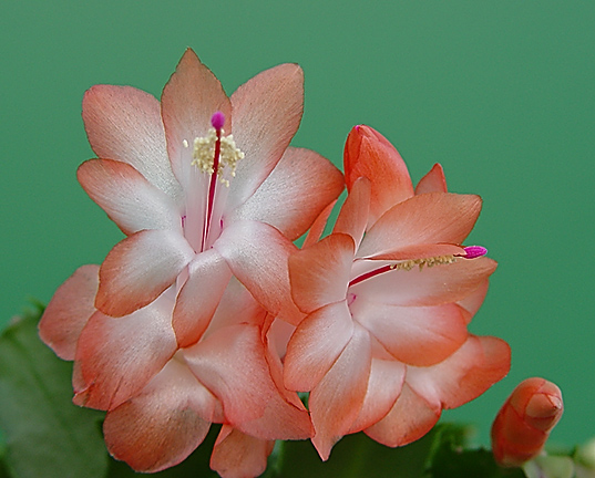 photo "Cactus Flower # 3" tags: nature, macro and close-up, flowers