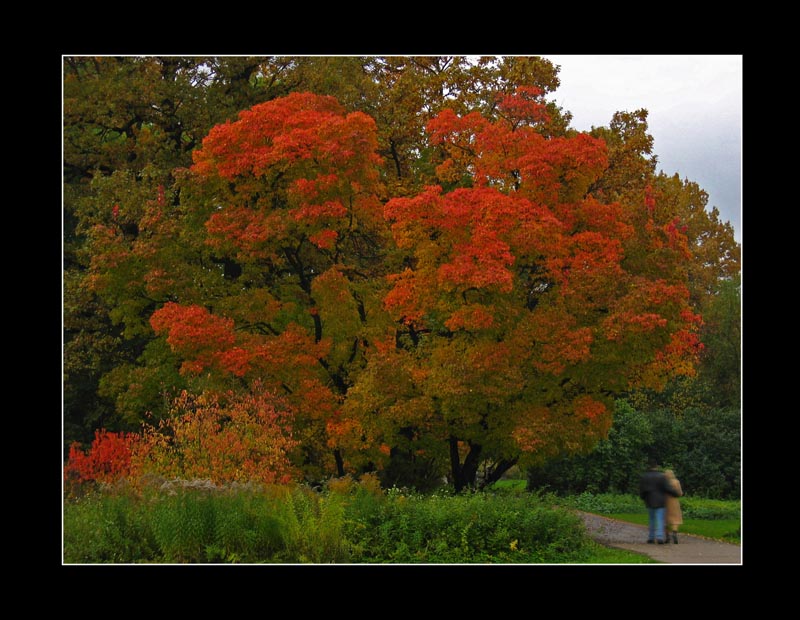 фото "Autumn Sketch. #41" метки: пейзаж, лес, осень