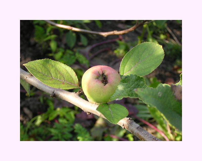 photo "Apple" tags: nature, flowers