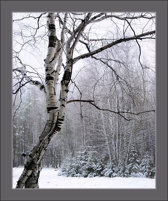 photo "***" tags: landscape, forest, winter
