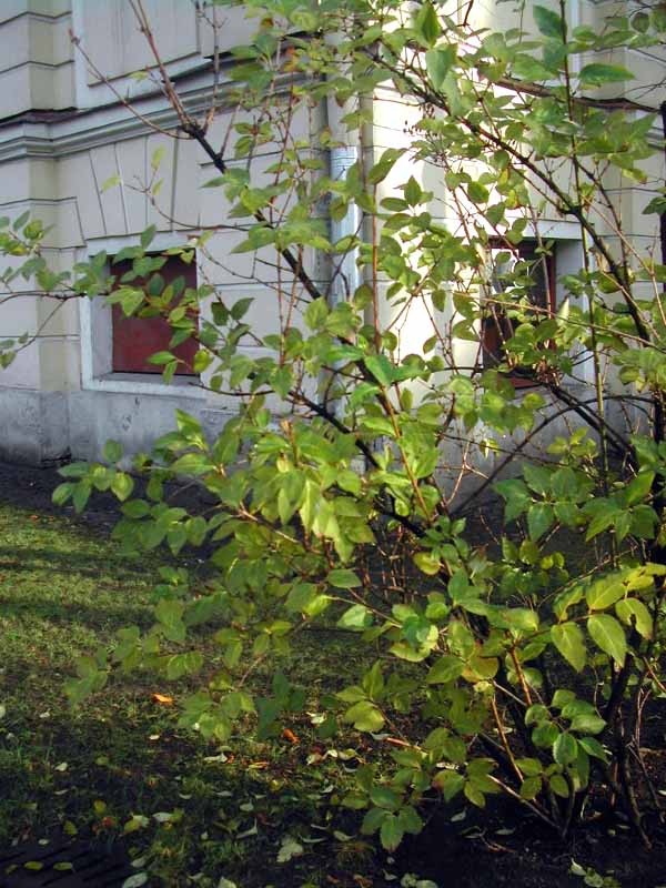 photo "Green bush of hope for Nadezda Kvitka" tags: PF life, landscape, autumn