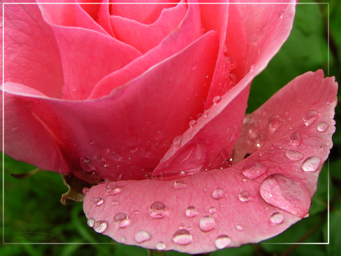 photo "Pearl-shell." tags: nature, macro and close-up, flowers