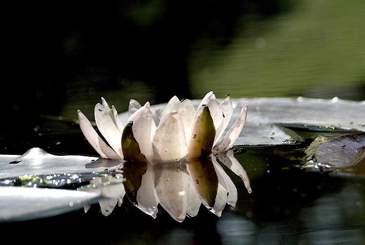 photo "Life on water" tags: nature, flowers