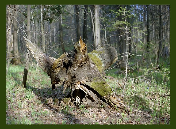 фото "Я умею летать!!!" метки: пейзаж, природа, лес