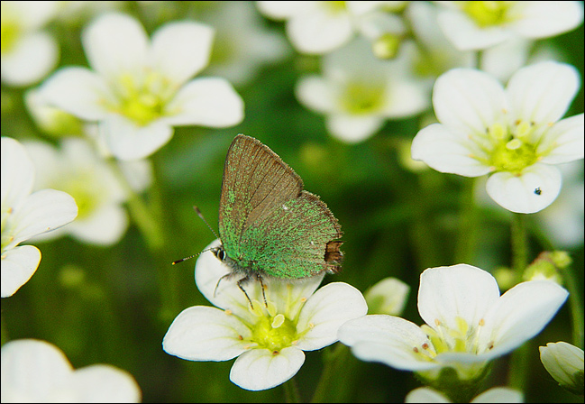 photo "***" tags: nature, macro and close-up, insect