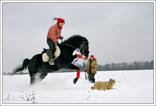 фото "Наезд :)" метки: природа, пейзаж, дикие животные, зима