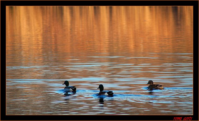 фото "ducks" метки: природа, пейзаж, вода, домашние животные