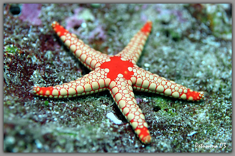 фото "Star fish" метки: подводные, макро и крупный план, 
