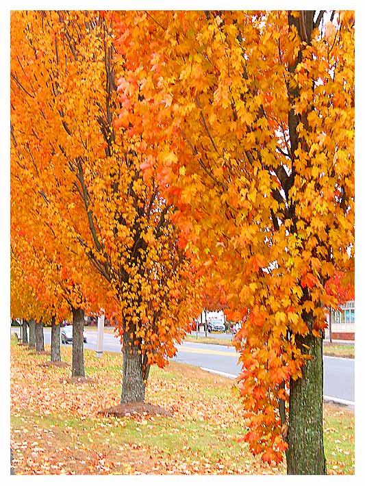 фото "trees" метки: пейзаж, архитектура, осень