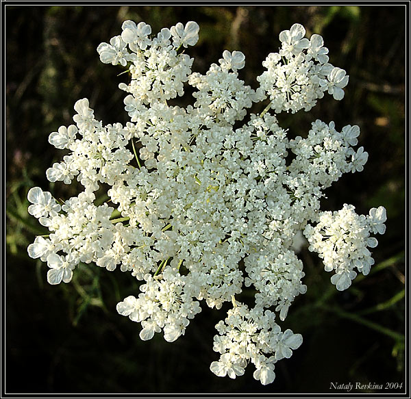 photo "A snow-flake" tags: nature, macro and close-up, flowers