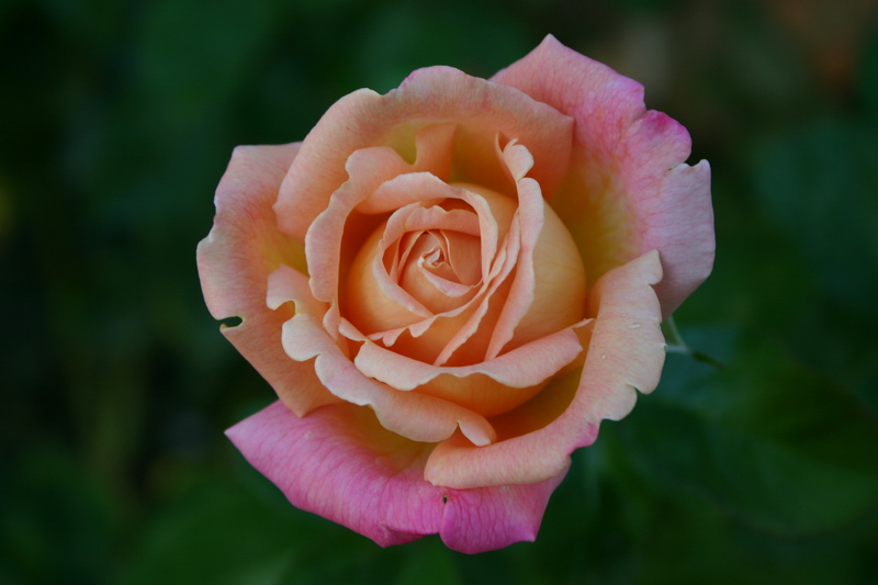 photo "Lonely Rose" tags: nature, flowers