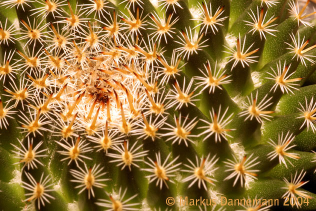 photo "kaktus" tags: macro and close-up, 