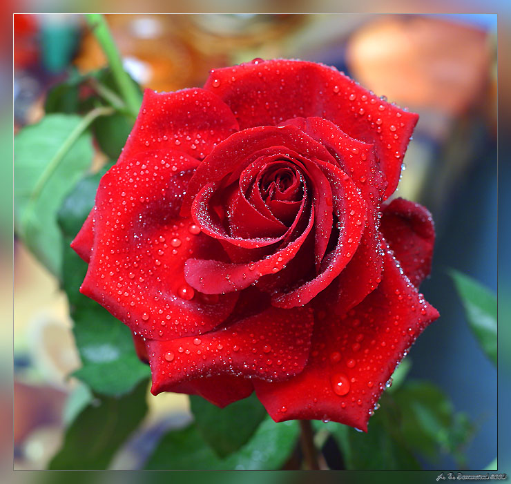 photo "Rose." tags: nature, macro and close-up, flowers