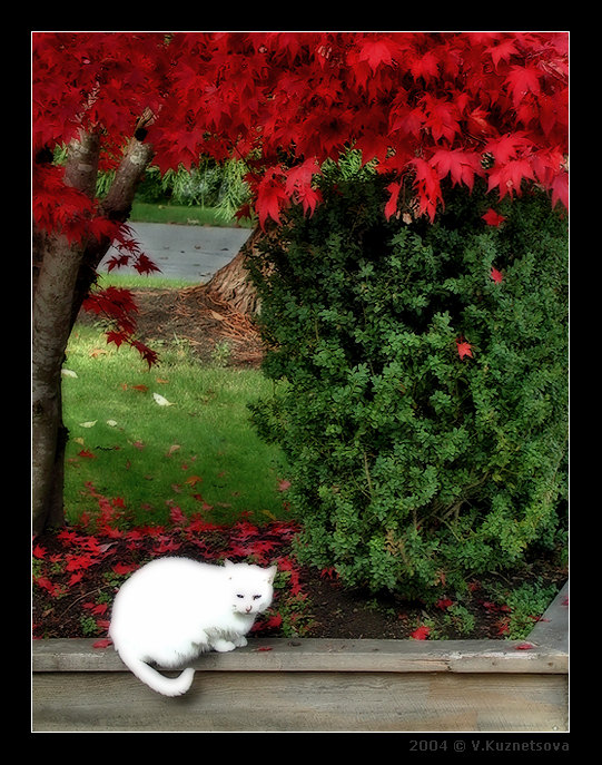 photo "White cat" tags: genre, nature, pets/farm animals