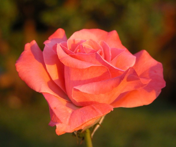 photo "morning rose" tags: nature, macro and close-up, flowers