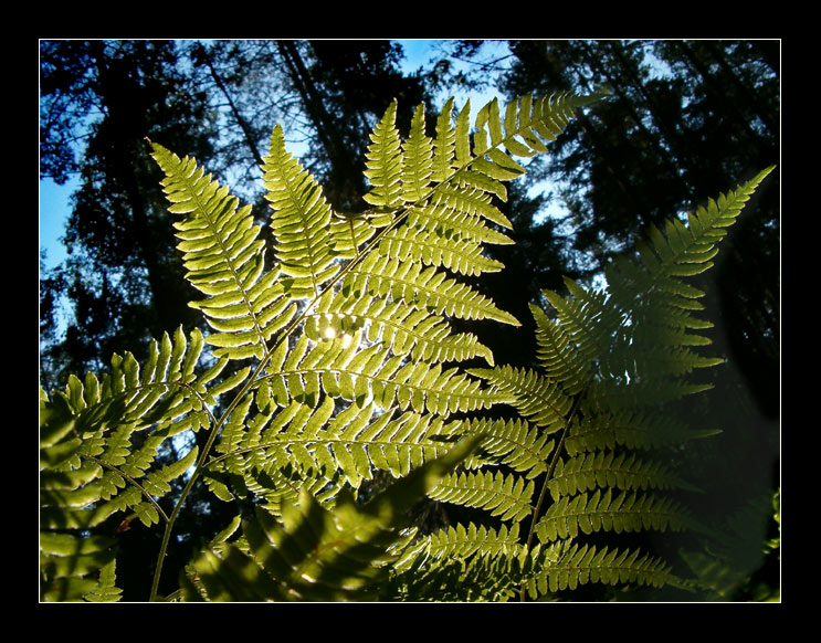 photo "When fern blossoms ..." tags: nature, macro and close-up, flowers