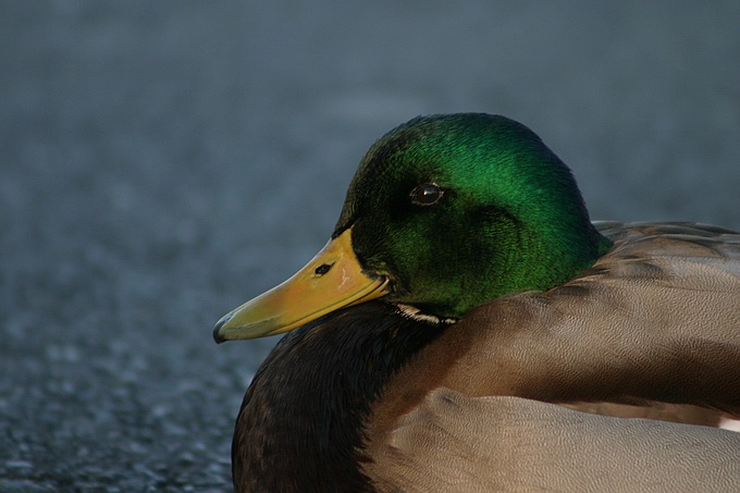 фото "A Duck" метки: природа, дикие животные