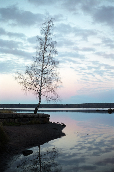 photo "Lonely birch" tags: landscape, clouds, sunset