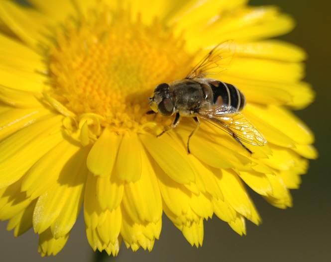 photo "What will we have for dinner today?" tags: macro and close-up, nature, insect