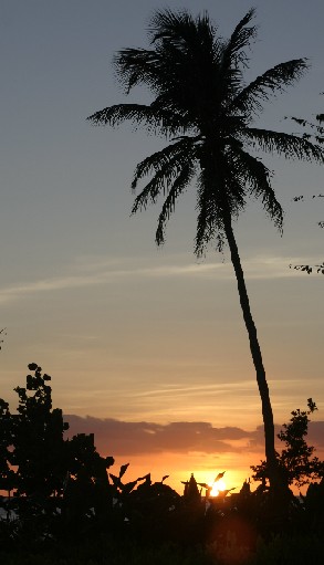 photo "Пальмы" tags: travel, landscape, South America, sunset