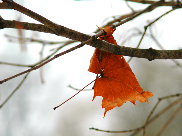 photo "A bit of autumn" tags: macro and close-up, nature, flowers