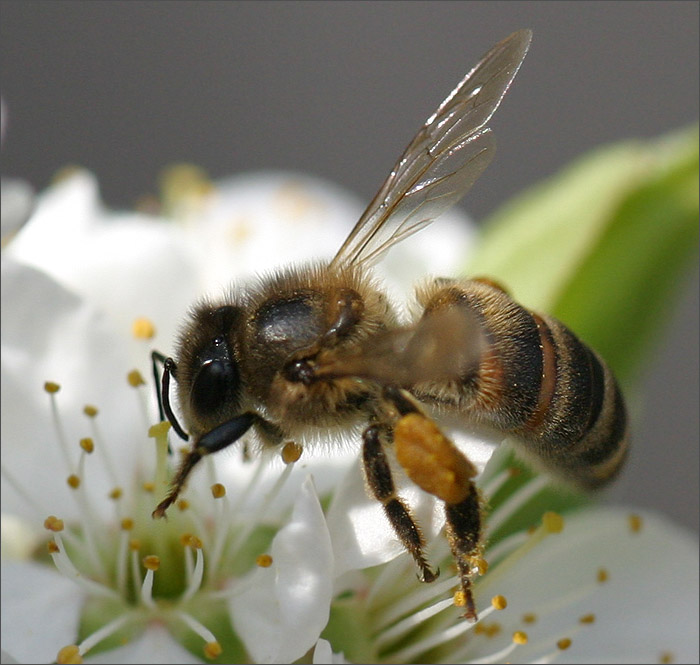 photo "Bee (memoirs on spring)" tags: nature, 