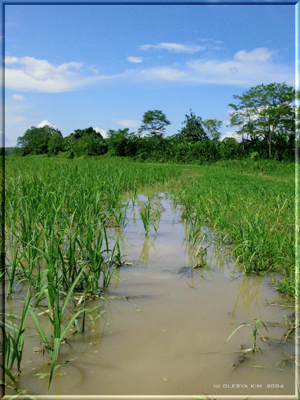 photo "A green way" tags: landscape, summer, water